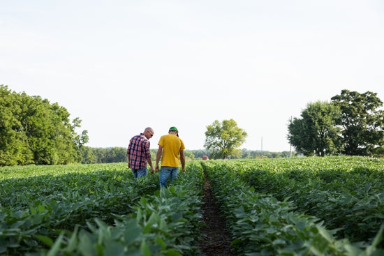 Father and son scouting a soybean field. 