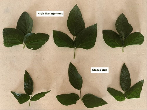 An image showing larger leaf sizes from the high management soybean program at the PTI Farm
