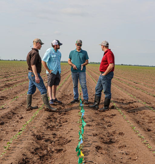 Farmers Discussing Emergence Flags 