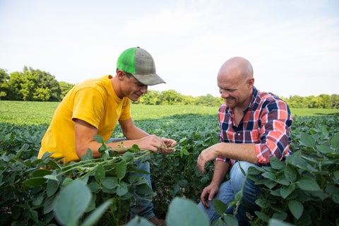 Two farmers kneel in a corn field inspecting a soybean crop in summer.