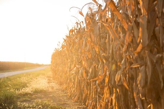 Reveal Residue Management Soybean Study - PTI Farm