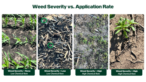 Various weed sizes and the associated weed severity categorized by SymphonyVision.