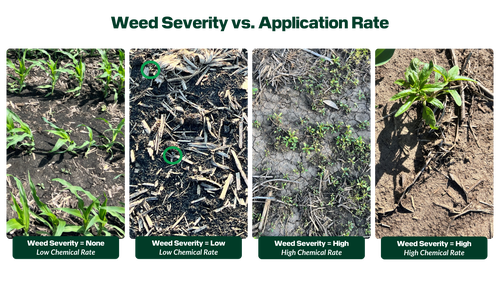 Various weed sizes and the associated weed severity categorized by SymphonyVision.