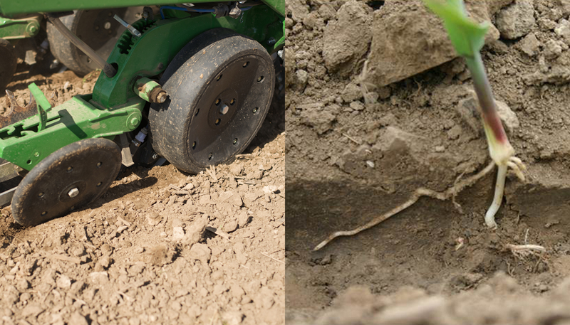 Gauge wheels showing compaction and a plant that has underdeveloped roots.