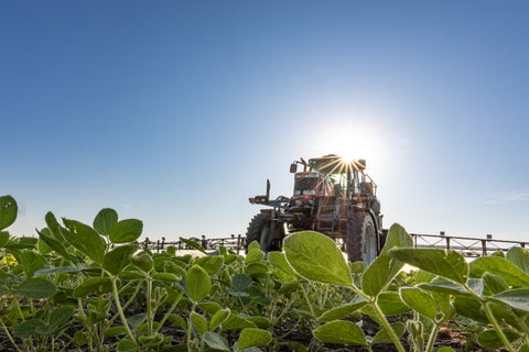Massy Ferguson self-propelled sprayer with SymphonyVision cameras in soybean field with sun rays behind.