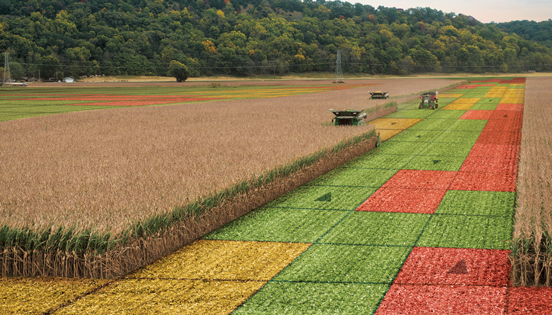 A field that is separated into squares on a grid.