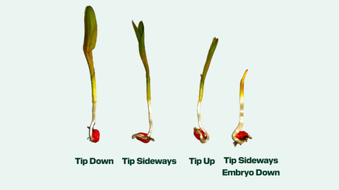 Corn kernel variations in seed orientation.