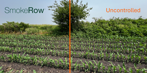 Edge of field weed pressure with SmokeRow nozzles compared to a traditional field edge.