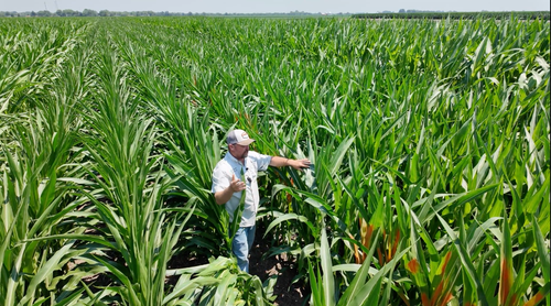 Jason Webster Walking Through Field to Show Leaf Orientation in Corn