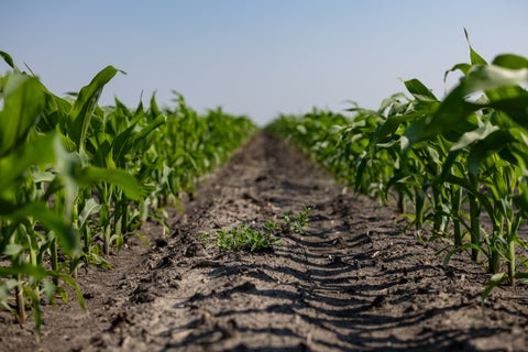 Weeds growing in between corn rows.