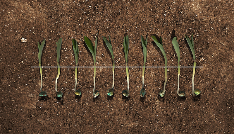 La profondeur de semis est un critère primordiale afin de choisir le bon couple température/humidité.