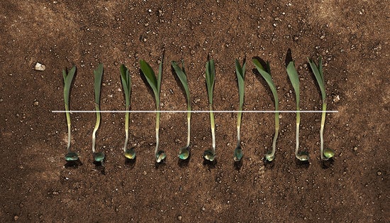 Fundamentals of a good crop start with emergence. 