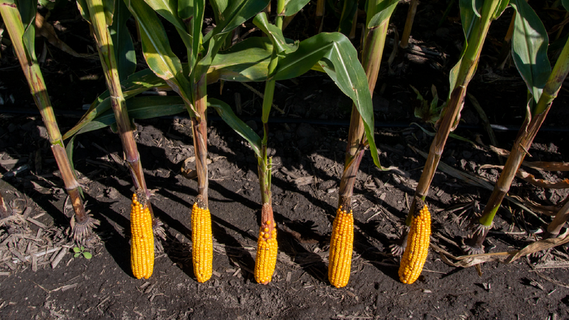 Corn ears resting on stalks in a field