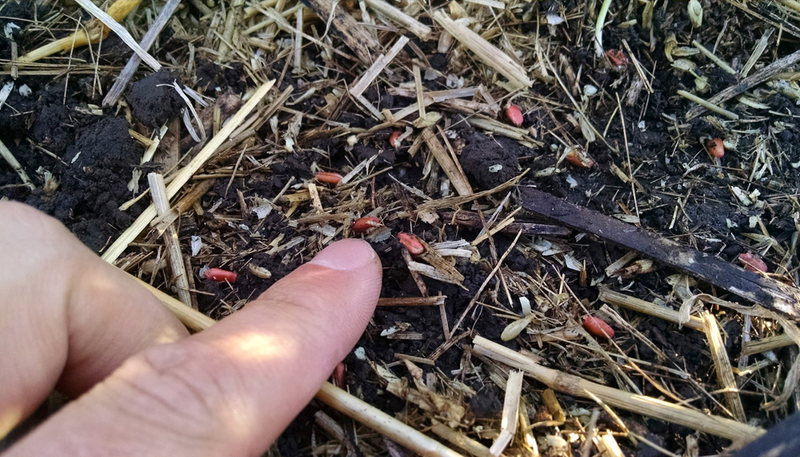 Visible seeds on top of freshly planted soil.