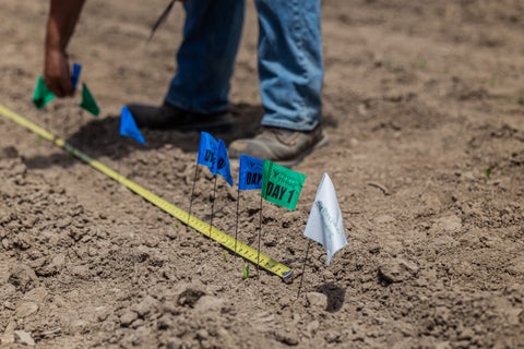 emergence in cotton field 