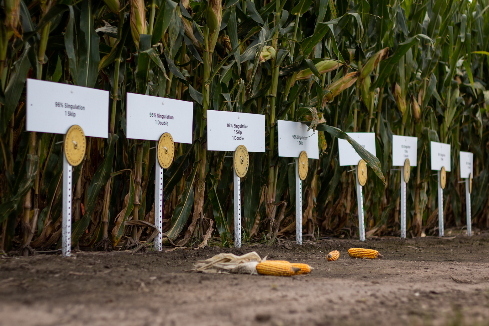 Agronomy trials corn at the PTI Farm.