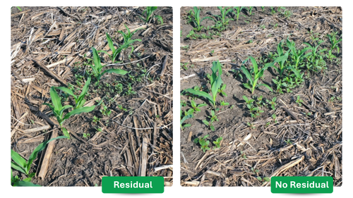 Waterhemp pressure in a corn field where half of the stand received residual and half the stand did not. 