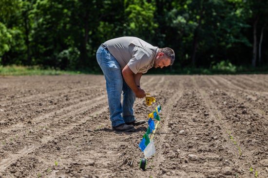 Farmer setting out emergence flags on his emergence plot in the field 