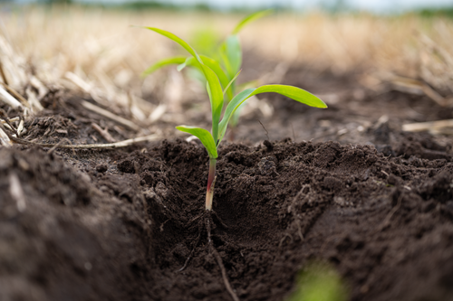 In-field corn plant at V2 with roots exposed and ideal leaf orientation.