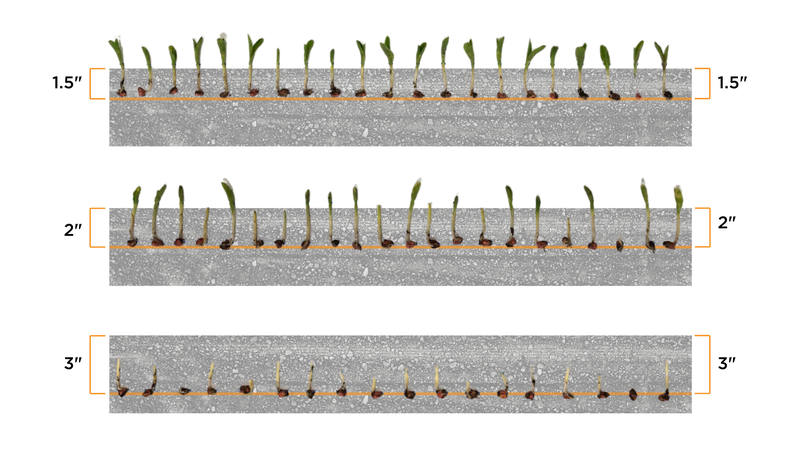 Relación entre la profundidad y la uniformidad en la emergencia. Poner las semillas muy profundas no necesariamente significa una mayor uniformidad de siembra.