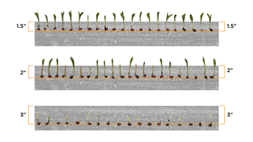 Corn emergence affected by planting depth. 