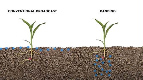 Fertilizer Conventional Broadcast vs Banding
