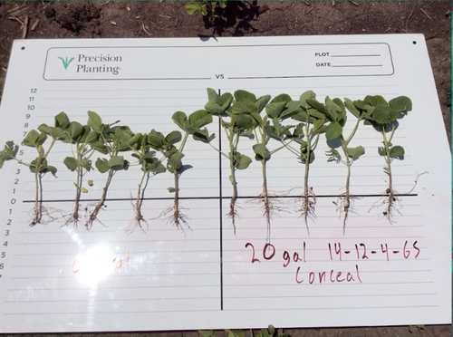 An image showing the impact on soybean growth by using banded fertilizer with Conceal