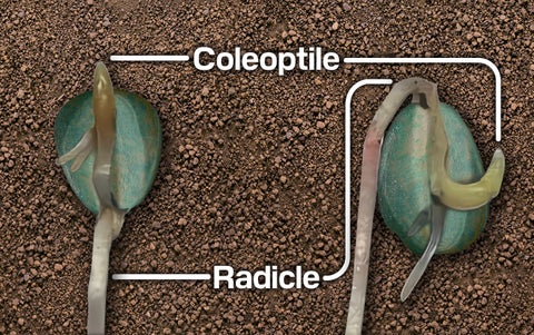 corn kernel seed orientation