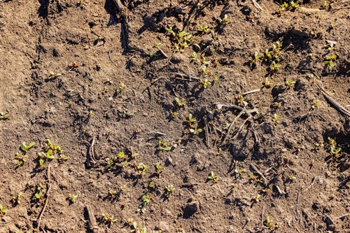 Weeds in the field that SymphonyVision will detect. 