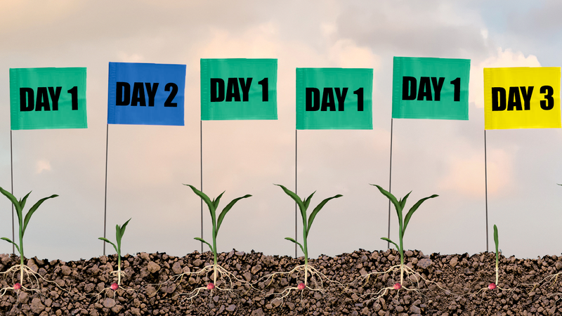corn plants with emergence flags for day 1, day 2, and day 3
