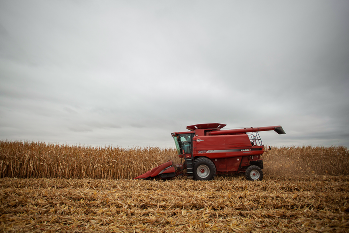 Case IH combine harvesting a corn field