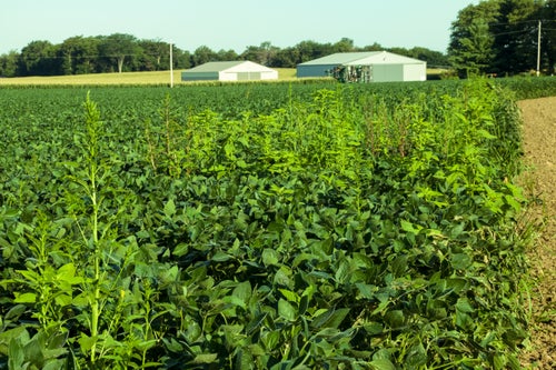 Waterhemp taking over the edge of a soybean field.