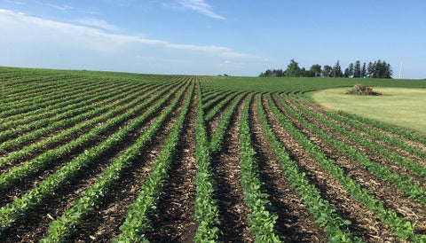Individual swath control saves seed with vDrive from Precision Planting. 