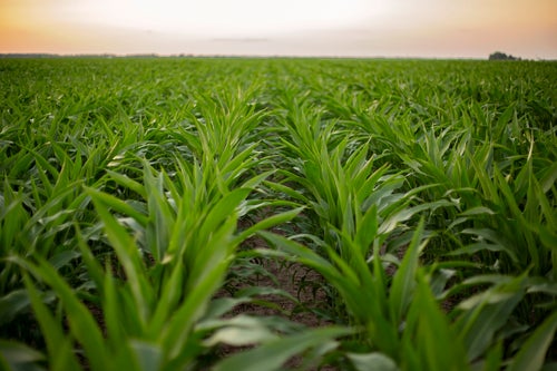 Organic Corn Study - PTI Farm