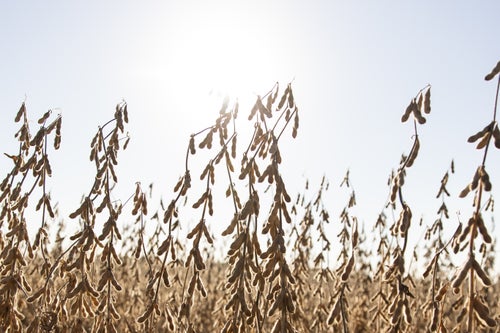 Soybeans ready for harvest
