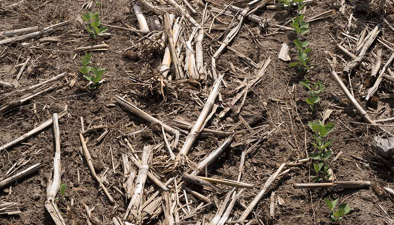 Crops with consistent emergence.