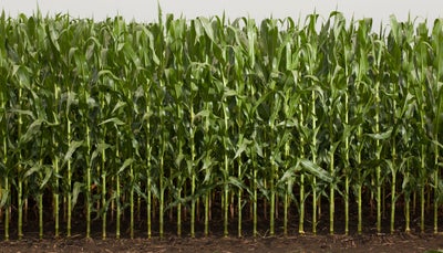 Corn stands in a field planted with Precision Planting's vSet vacuum seed meter.