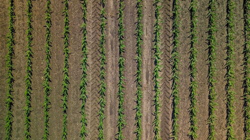 Corn stands in a field planted with Precision Planting's seed meters. 
