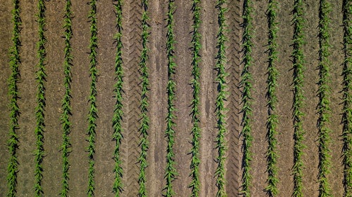 Corn stands in a field planted with Precision Planting's seed meters. 