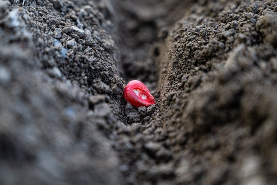 Treated corn seed in the bottom of an open furrow