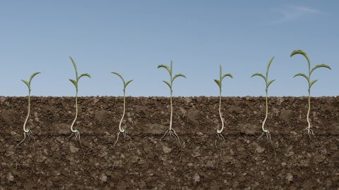 Variation in growth of corn plants that were planted with a traditional seed tube without orientation.