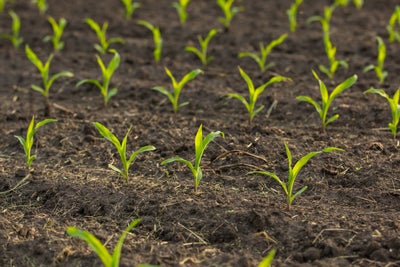 Corn in early growth stage. 