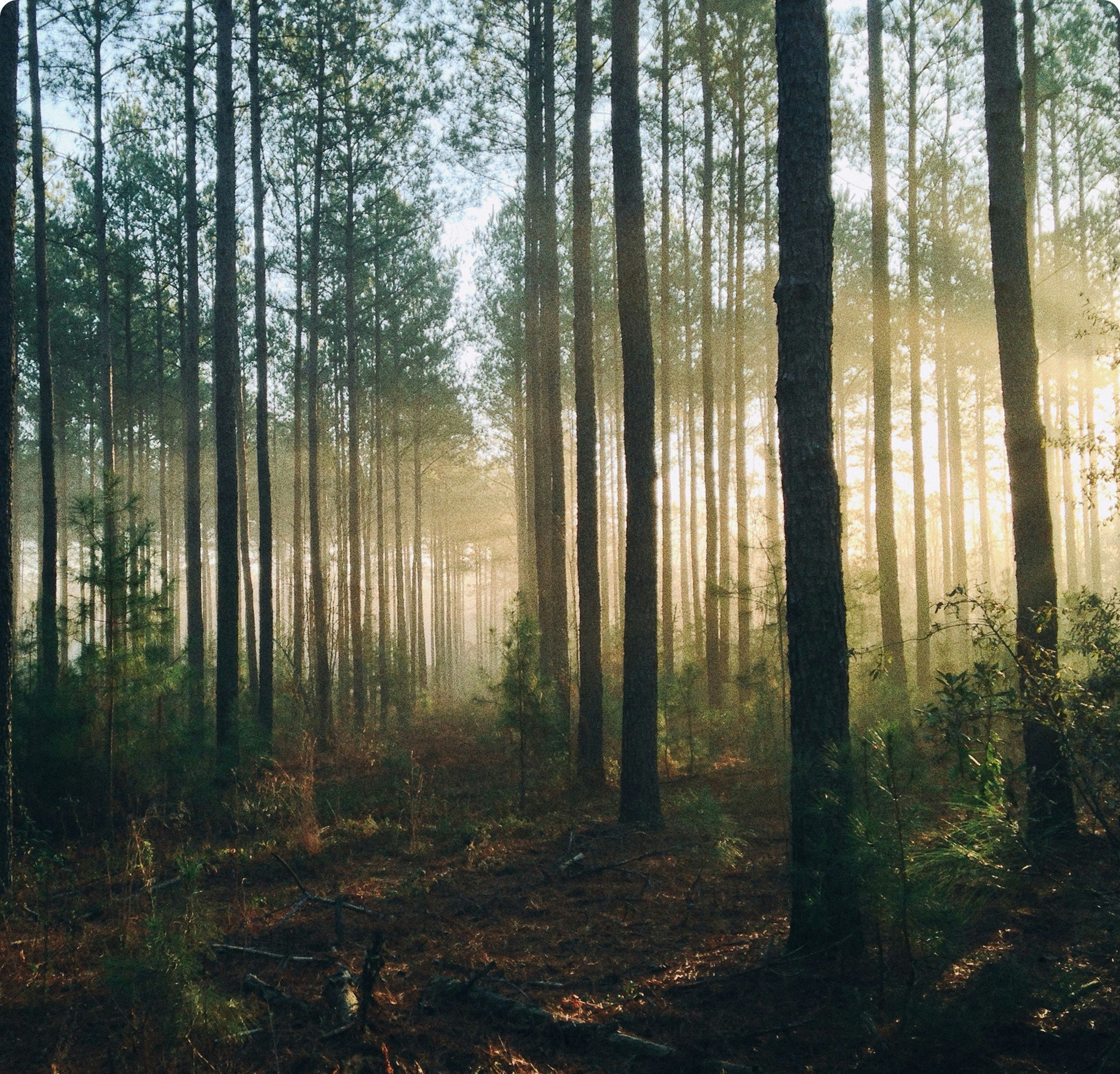 <h2>Offsetting Our Carbon Emissions<h2>