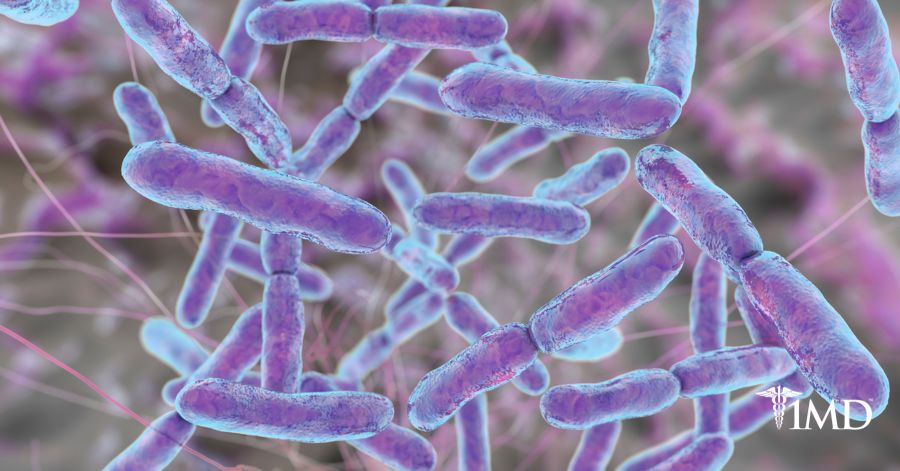 Bifidobacterium Lactis: The Probiotic For A Healthy Gut, Mind, And Body ...