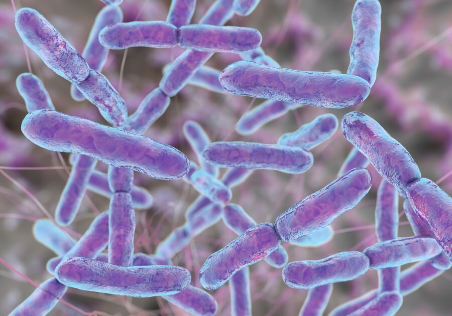 Bifidobacterium lactis: The Probiotic for a Healthy Gut, Mind, and Body