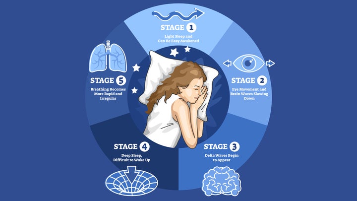 sleep stages