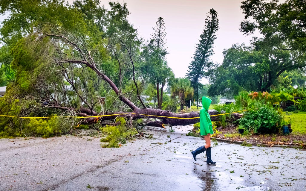 Tree fallen on street after storm