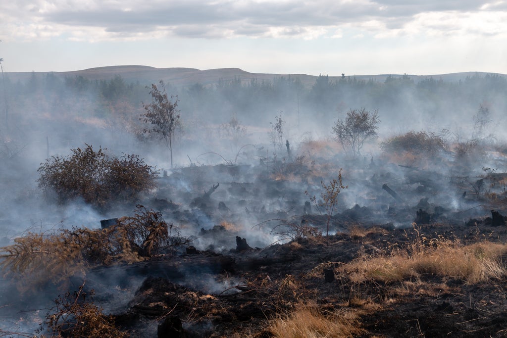 A burnt out, ashy field with smoke after a wildfire.
