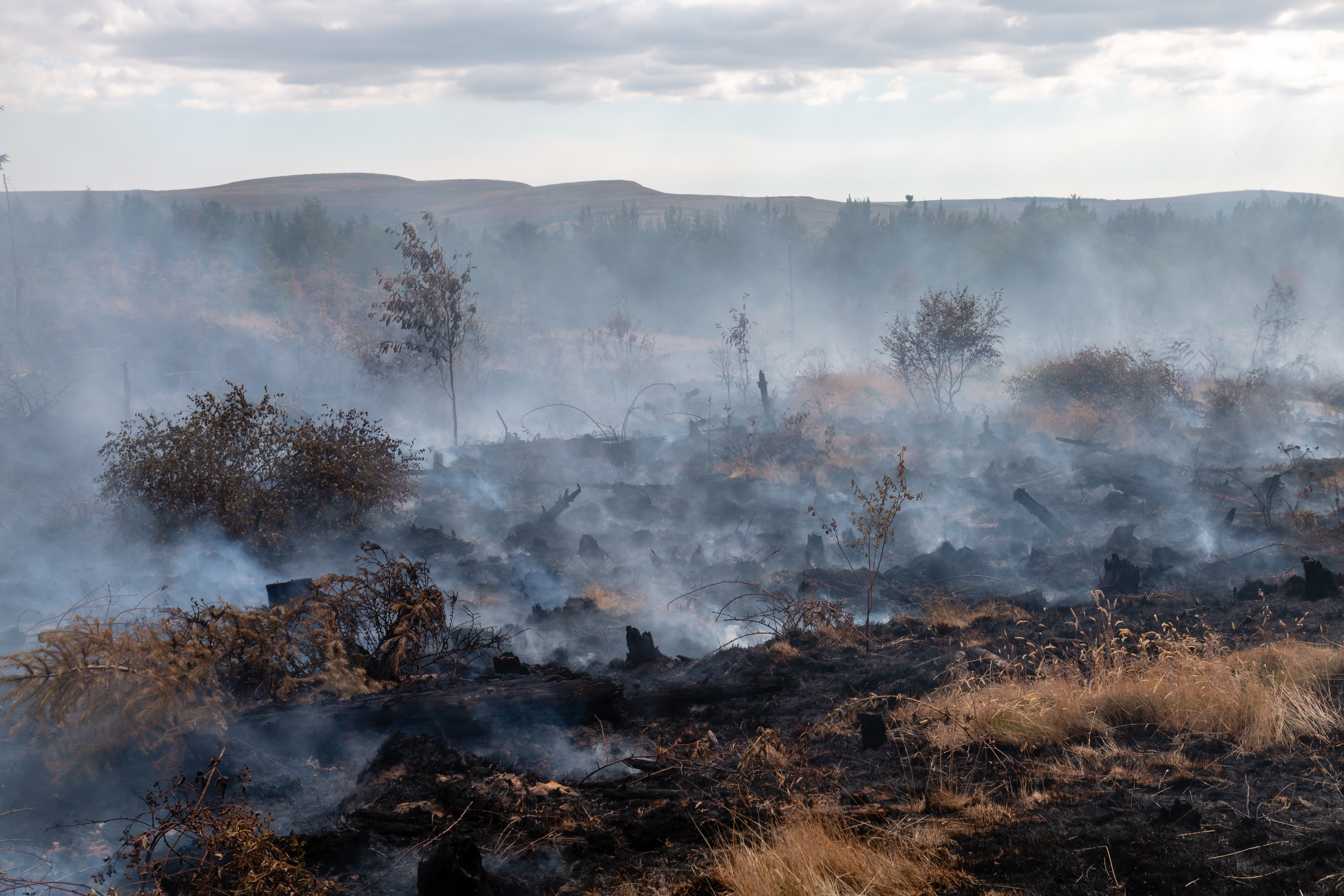 A burnt out, ashy field with smoke after a wildfire.