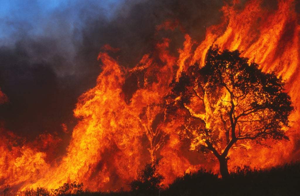 Tree engulfed in flames during a wildfire
